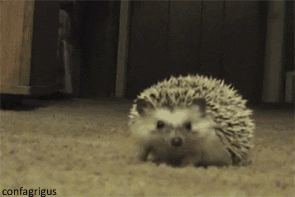 A cute hedgehog looking ashamed